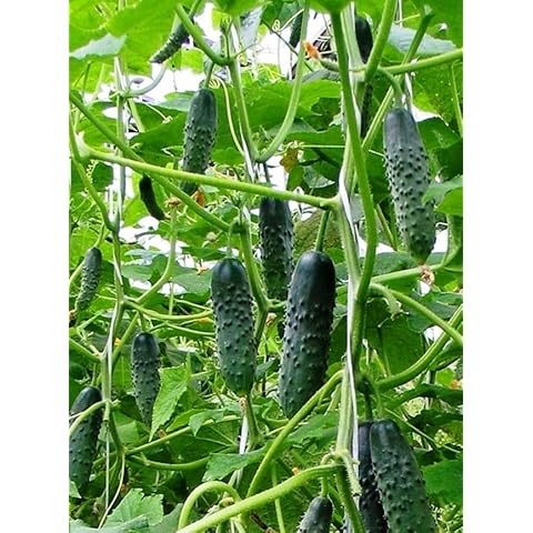Seeds Indoor Self-Pollinating Cucumber Firm Secret F1 Hybrid Vegetable for Planting Non GMO - Harvest Time 55 Days Cover