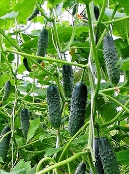 Seeds Indoor Self-Pollinating Cucumber Firm Secret F1 Hybrid Vegetable for Planting Non GMO - Harvest Time 55 Days