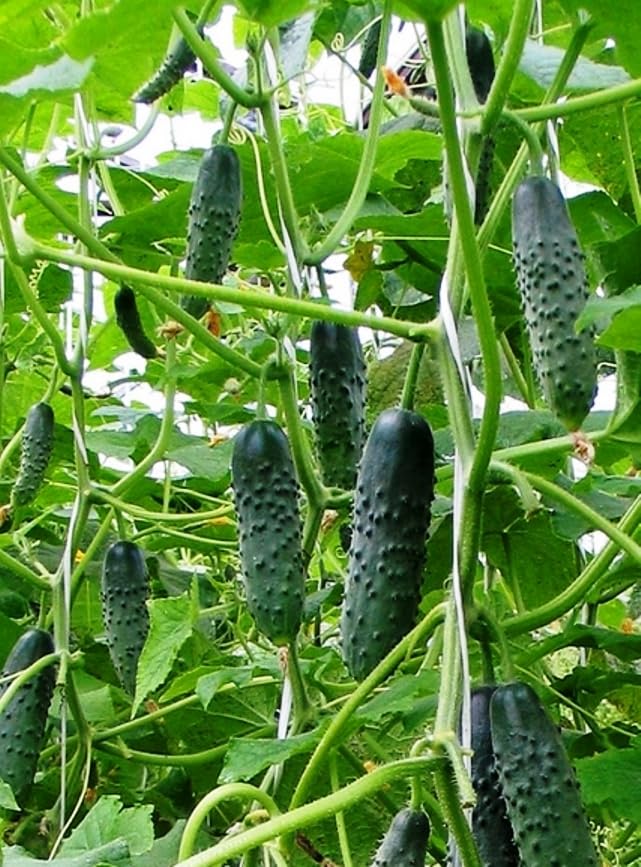 Seeds Indoor Self-Pollinating Cucumber Firm Secret F1 Hybrid Vegetable for Planting Non GMO - Harvest Time 55 Days
