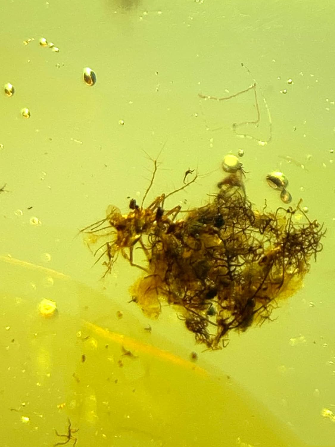 Burmese burmite Cretaceous Animal Hair Insect Fossil Amber Myanmar