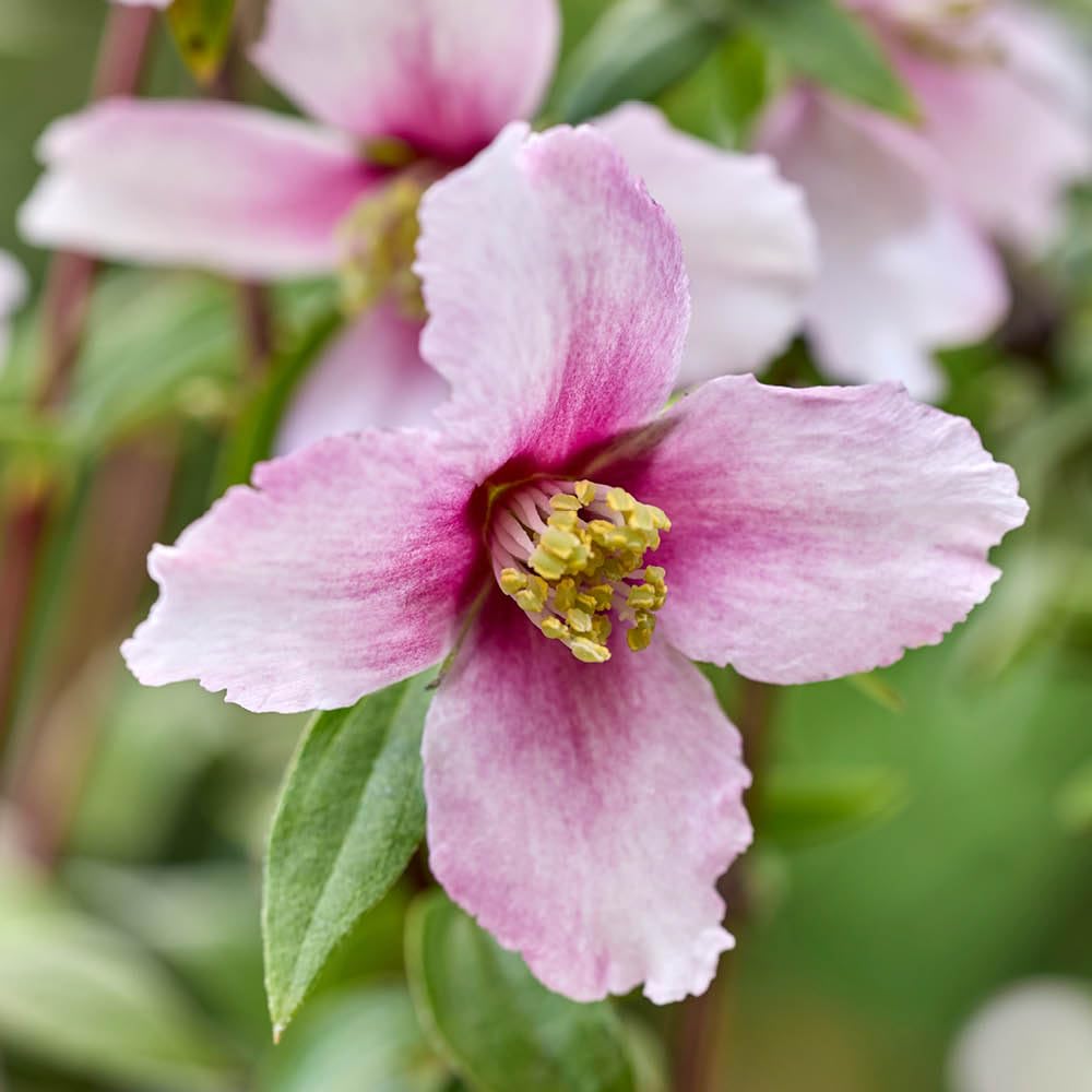 YouGarden Philadelphus 'Petite Perfume Pink' - Compact Fragrant Shrub, 9cm Potted Plant, Summer Blooms, Wildlife-Friendly, Ready To Plant