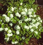 Newport Viburnum - Miniature Snowball Bush Shipped 1 to 2 Feet Tall by DAS Farms