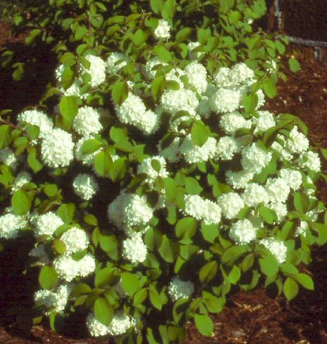 Newport Viburnum - Compact Snowball Bush - Live Plant Shipped 1 to 2 Feet Tall by DAS Farms (No California)