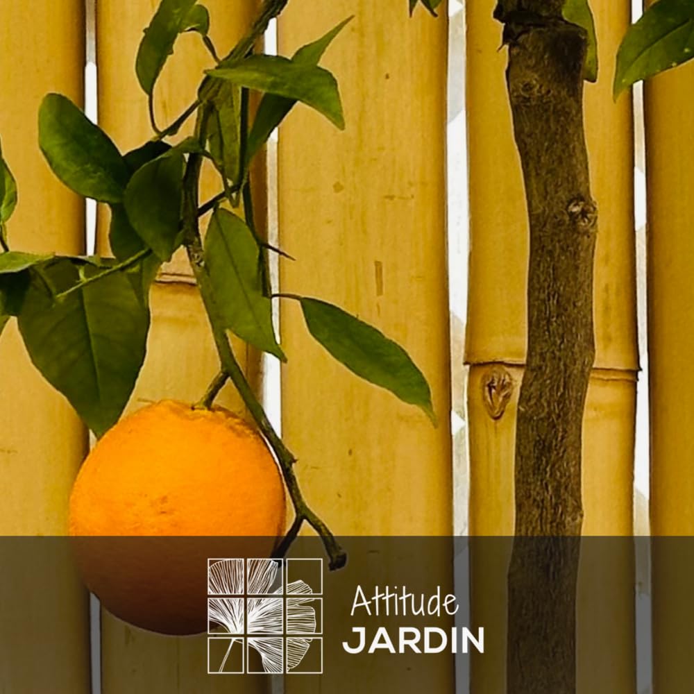 Attitude Jardin - Oranger - śródziemnomorskie owoce cytrusowe - drzewo owocowe - 75-85 cm - ◕ 22 cm