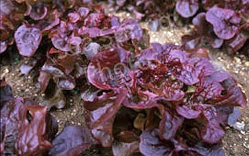 Semilla de lechuga, lechuga de hoja roja, Lolla Rosa, reliquia, sin OMG 25 semillas