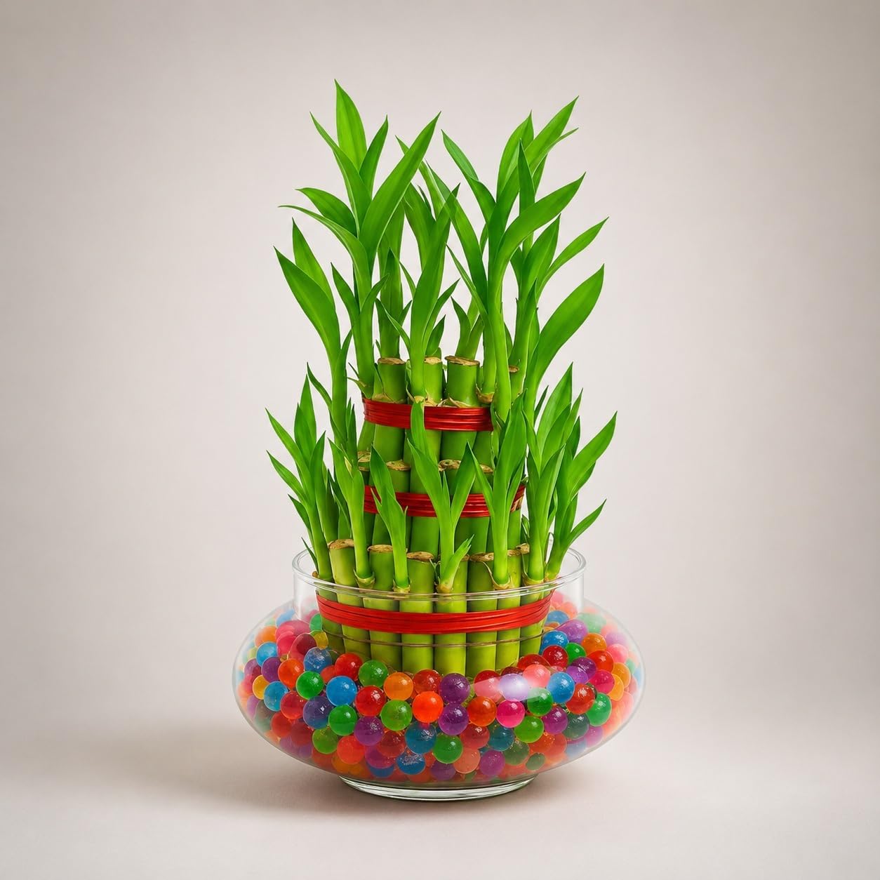 Abana Homes 3-Layer Lucky Bamboo Plant for Home and Office | Brazilian Wood Indoor Decor | Good Luck & Vastu Plant in Glass Pot