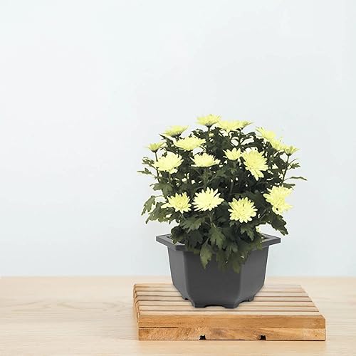 Miniatura 3 de Tres ollas y bandejas hexagonales de plástico para bonsái + pala de plástico y 6 marcadores en forma de T