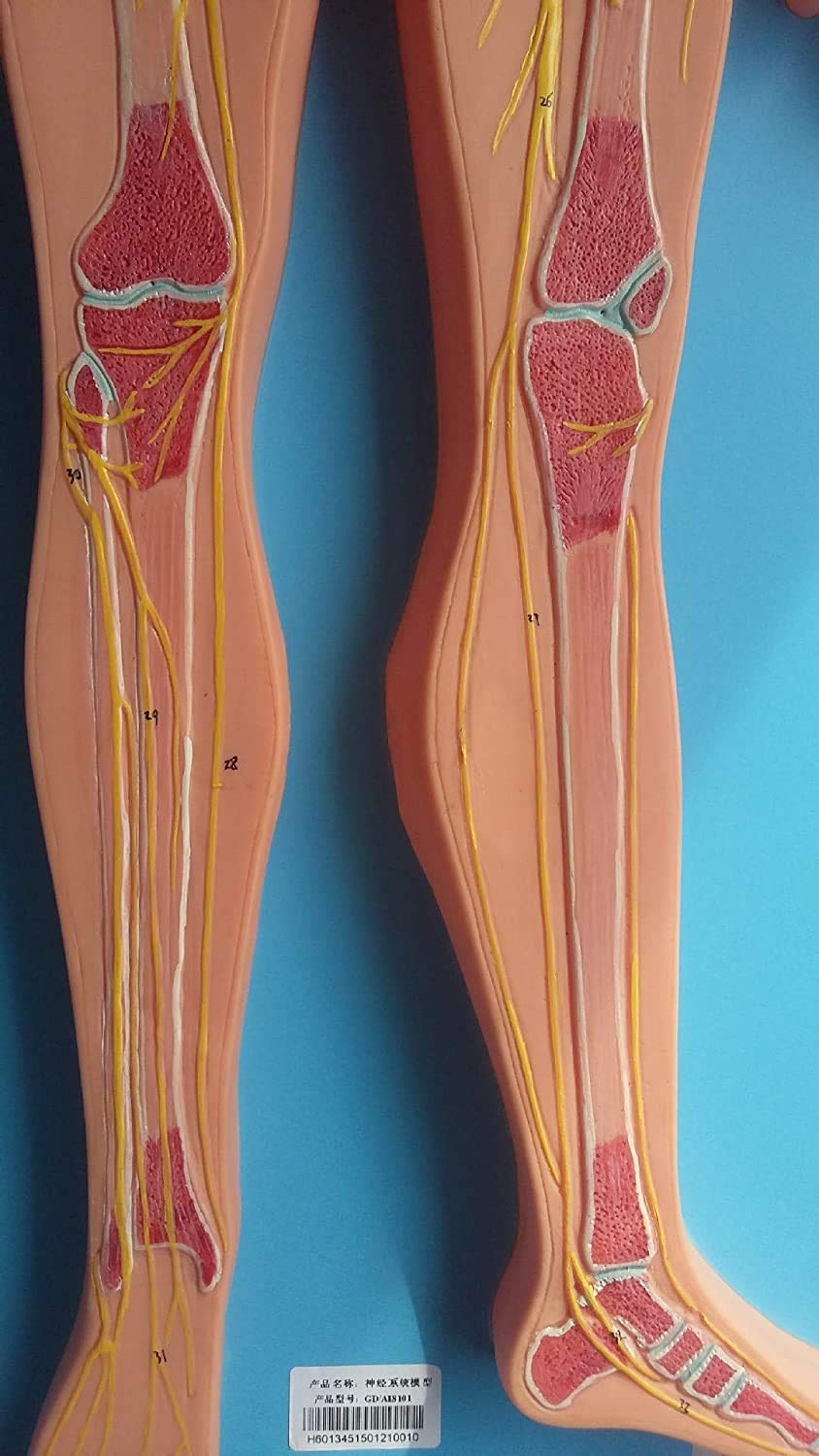 Modelo del Sistema Circulatorio Humano, Estructuras Venosas Y Arteriales con Herramientas Avanzadas para El Pintado De Equipos Médicos para Pintar