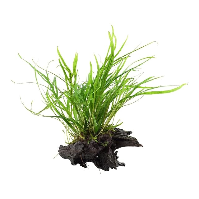 Foto 3 de 6 de Planta de acuario Microsorum pteropus 'Trident' en raíz Nº 008G YWS para acuario, raíz, rizoma