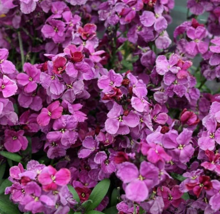 Wallflowers - Bareroot - Self Colours - Varieties (20, Purple Shades)