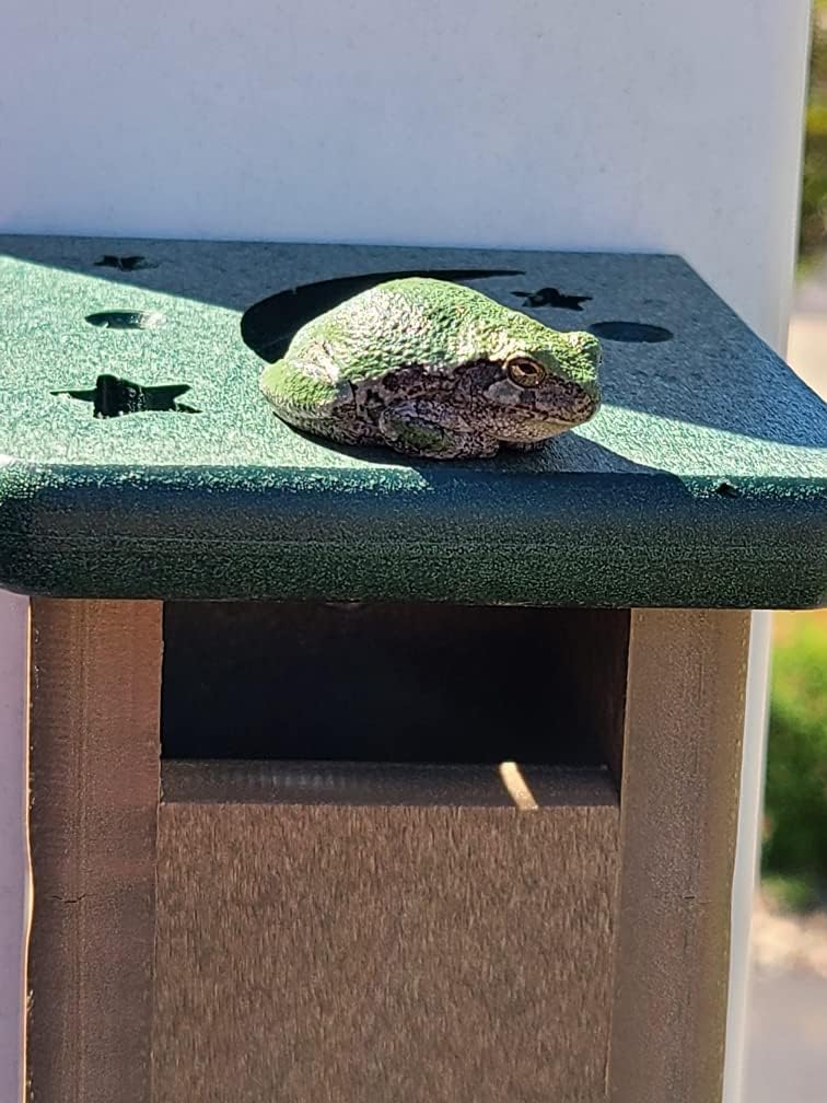 JCS Wildlife Deluxe Poly Lumber Tree Frog House - Attract Many Species of Tree Frogs - Made in The USA (Tan Body/Green Roof)