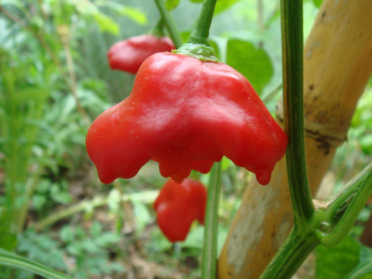 Golden Hills Farm Red Crown Chilli mixed Pepper Seeds 100 seeds (B07NYDZRG2) Amazon Price History, Amazon Price Tracker