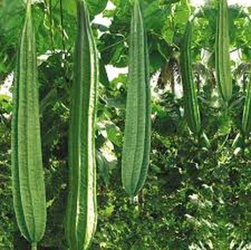 See full amazon price history chart for LIVE GREEN Vegetable Seeds | Ridge Gourd F1 Hybrid Seeds For Home Gardening (10 seeds pack) LIVE GREEN Vegetable Seeds | Ridge Gourd F1 Hybrid Seeds For Home Gardening (10 seeds pack) (B09BV497P8) Amazon Price History, Amazon Price Tracker