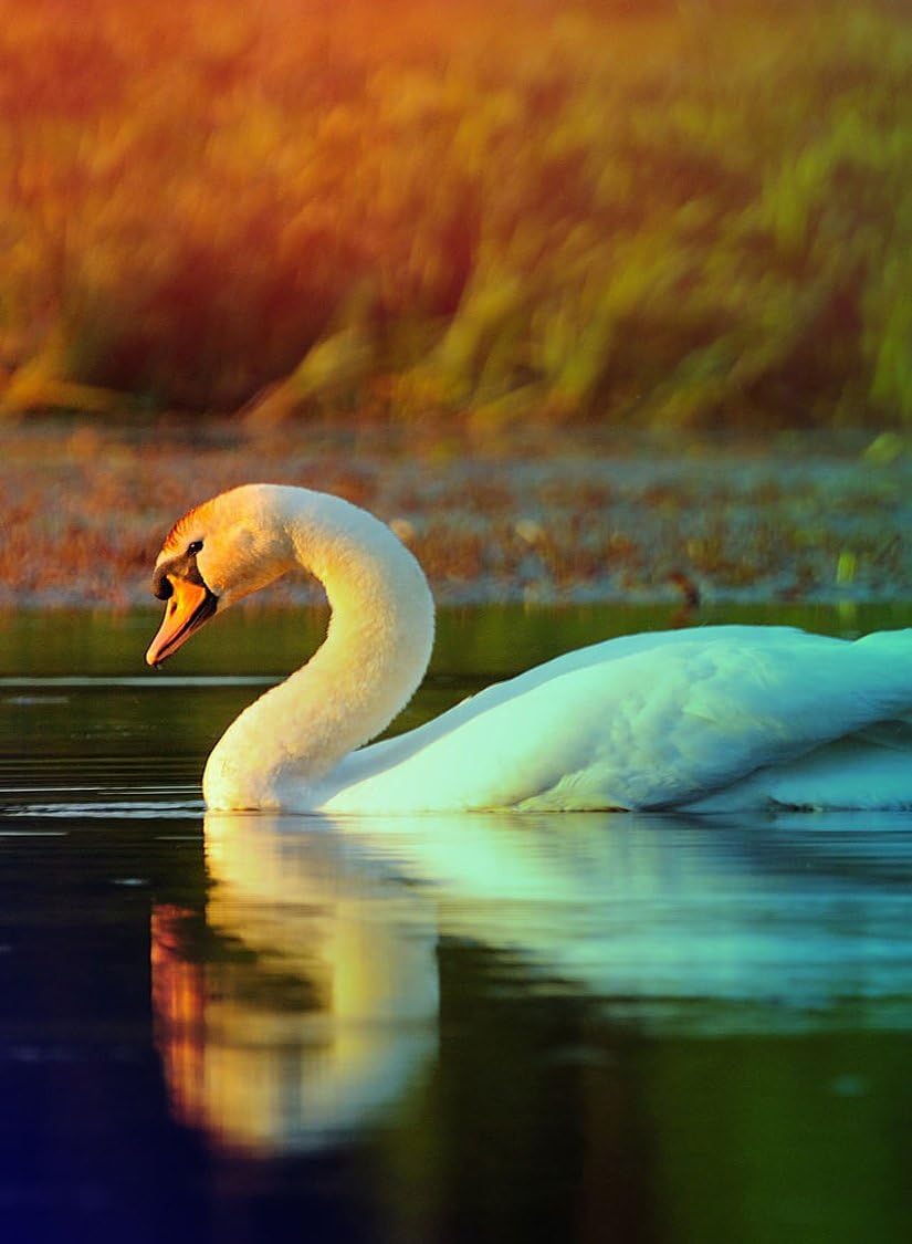 Amazon com: Rectangle Refrigerator Magnet Pretty White Swan Floating Amazon com: Rectangle Refrigerator Magnet Pretty White Swan Floating