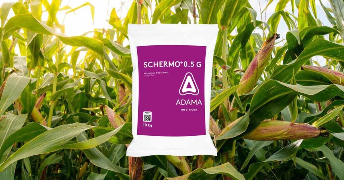 Schermo® 0.5 G Geoinsetticida granulare, 10kg, contro Elateridi, Nottue e Diabrotica