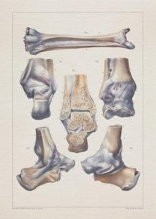 Anatomy KNEE PATELLA LIGAMENT print SRA3 12x18 conqueror laid paper