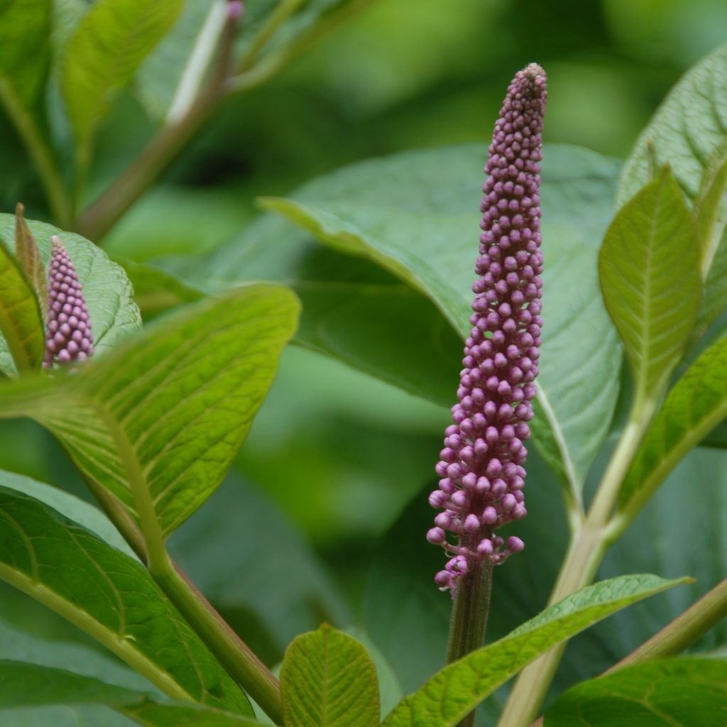 Poke Salad Pokeweed Dogs Pokeberry Phytolacca Americana Grow Now