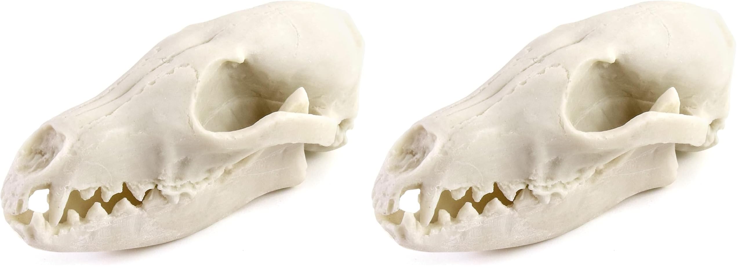 QWORK Fox Skull, Realistic Animal Skull Bones Fox Head Skeleton Natural Teeth Bone Specimen Model for Home Collectible Decoration Halloween Party (Pack of 2)