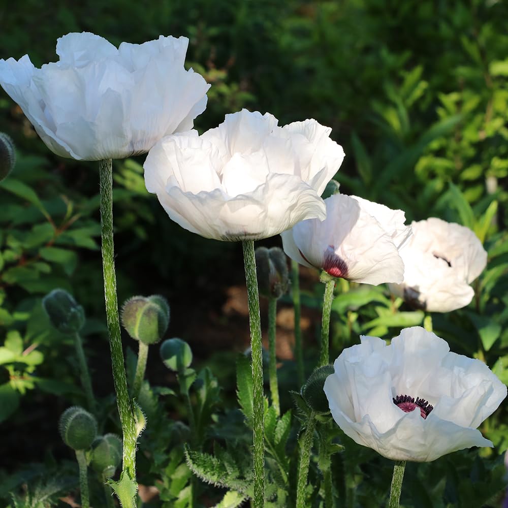 YouGarden 1 x Papaver Orientale in a 9cm Pot Oriental Poppy 'Checkers' 1 x 9cm Pot
