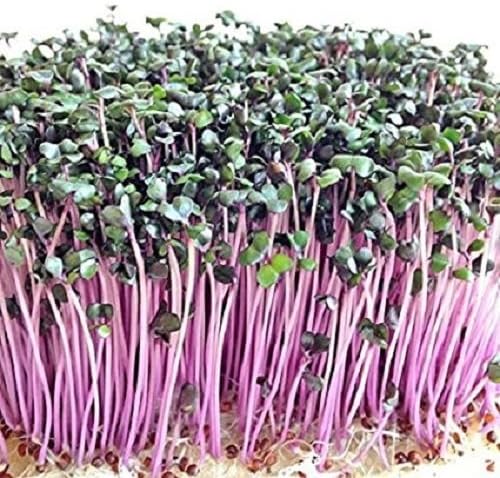 Sprouting RED Cabbage Micro Greens - 50 GRAM