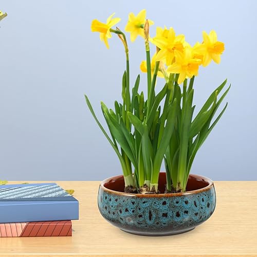 Miniatura 9 de DOITOOL Maceta hidropónica de cerámica de 6.24 pulgadas, maceta profunda para decoración de jardín interior y exterior de narciso y loto