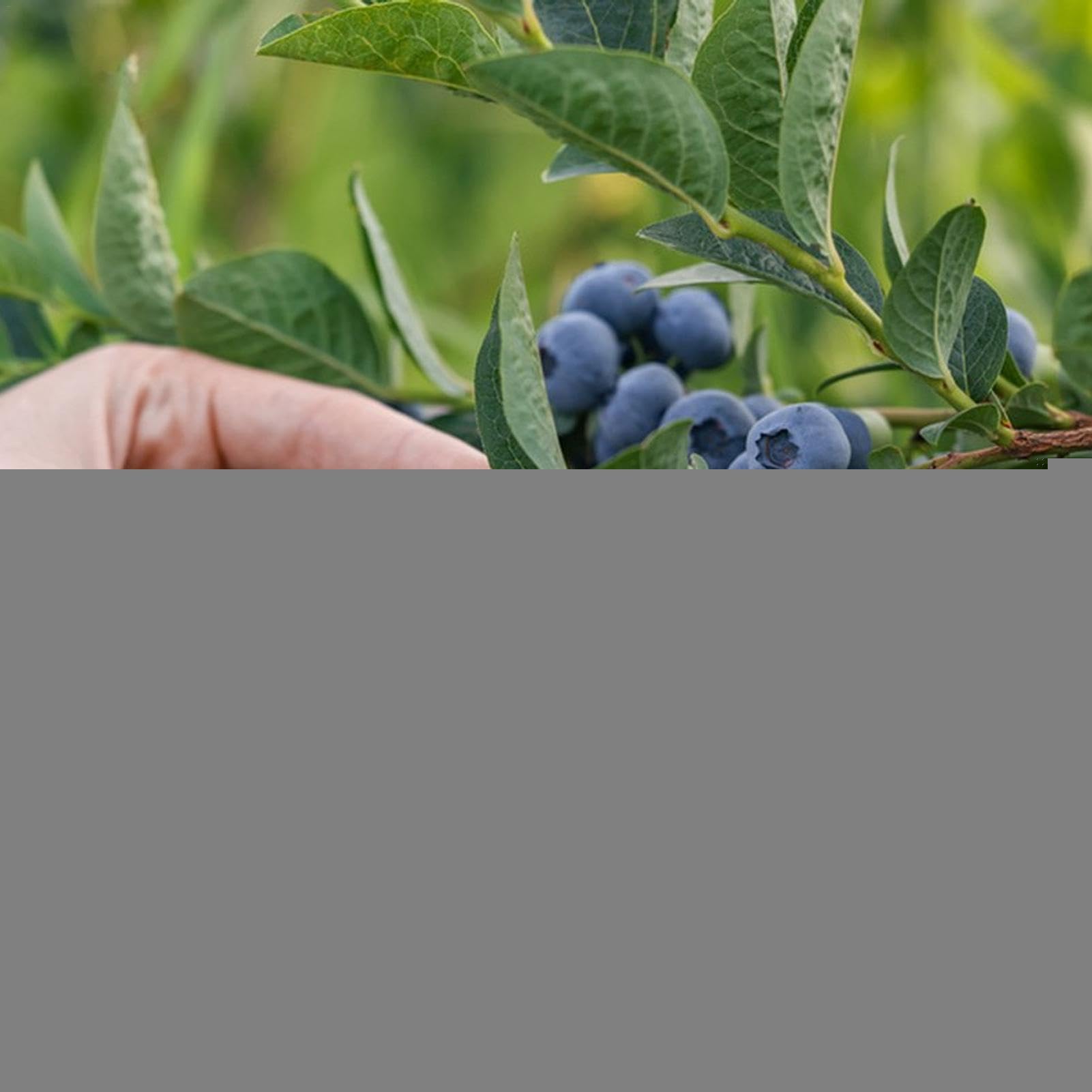 Beerenpflücker Mit Korb - Praktischer Erntehelfer Für Blaubeeren & Brombeeren