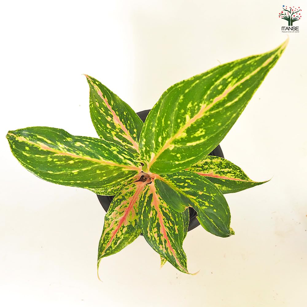 アグラオネマ Butterfly Aglaonema 'Butterfly' – Exotics › Anything