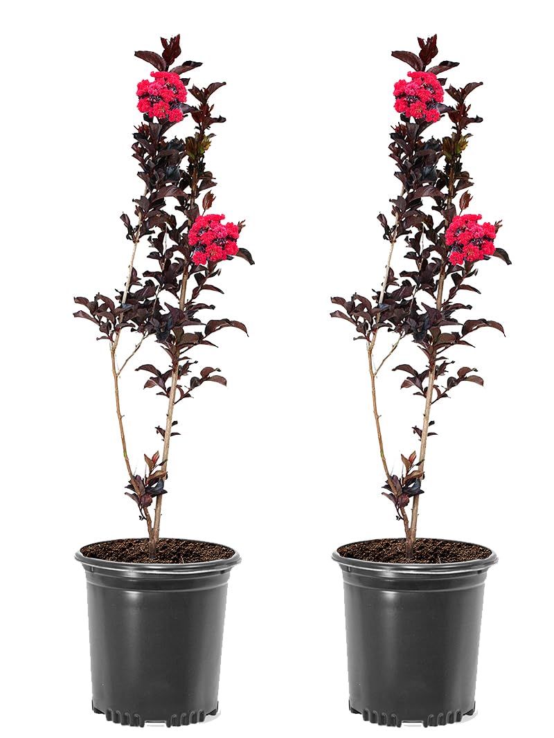 Crimson Red Black Diamond Crape Myrtle, 1 gal. Nursery Pot, 12-18 in Tree Height, 2 Trees