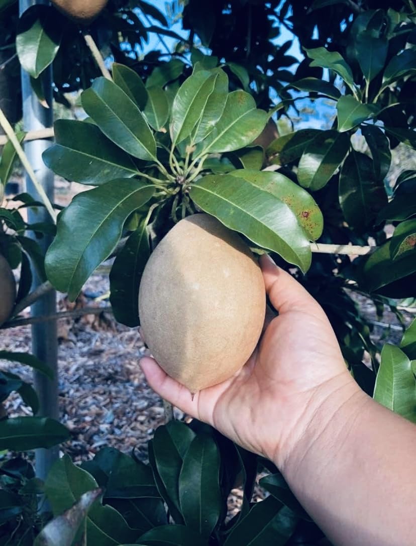 Green Horizon® Authentic THAI ALL TIME LONG VARIETY CHIKOO/SAPODILLA/SAPOTA LIVE GRAFTED PLANT 020, Pack of 1 (Size 1.5-2 Ft)