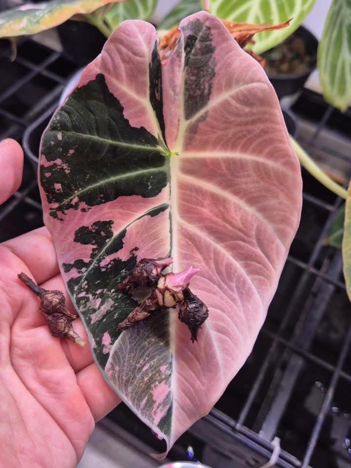 Amazon｜アロカシア ブラックベルベット, ピンク斑入り観葉植物
