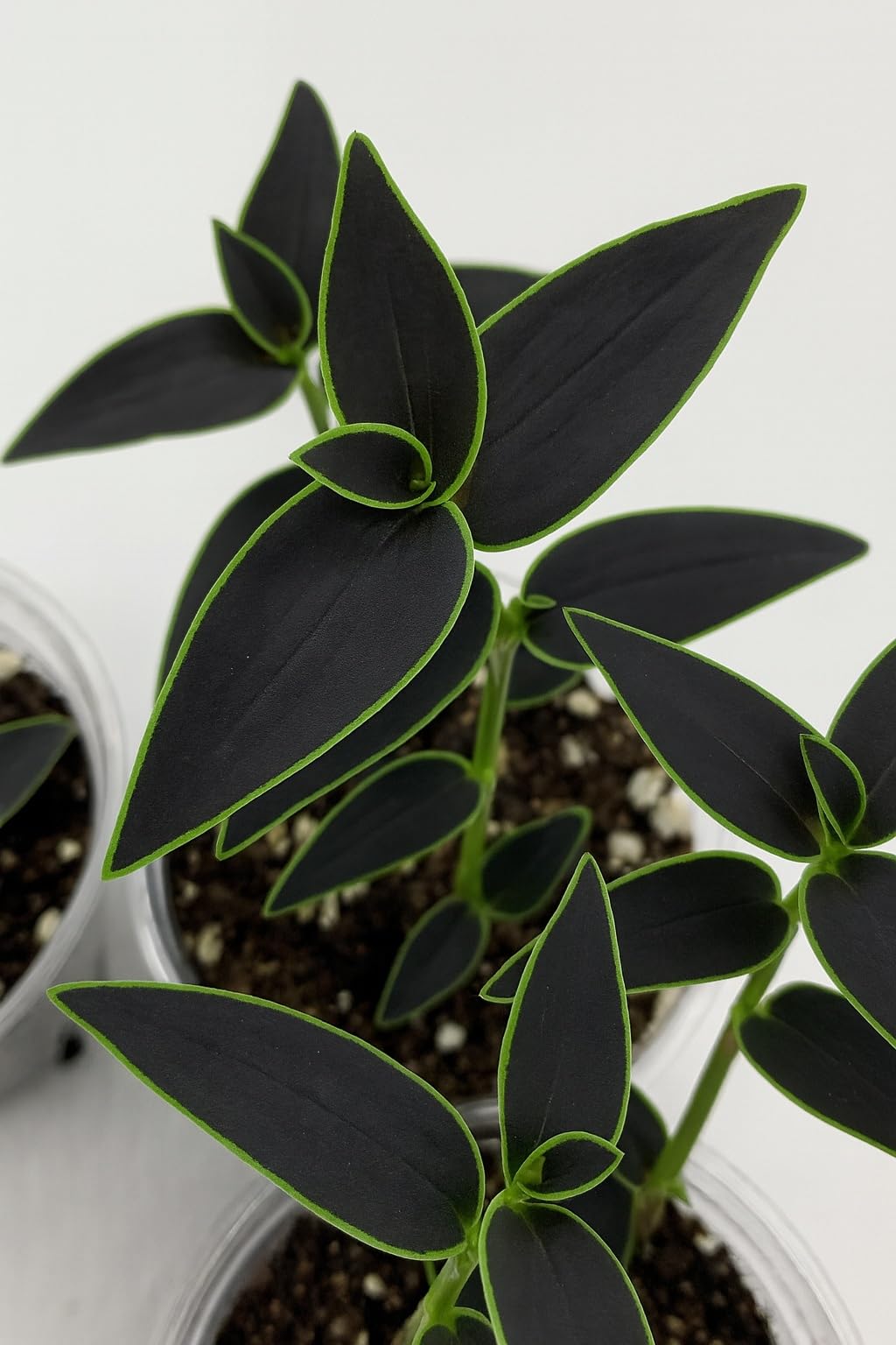 ヴィタジュエル　説明欄要参照 Amazon.com : Dark Desire Wandering Jew Cuttings to Grow (4