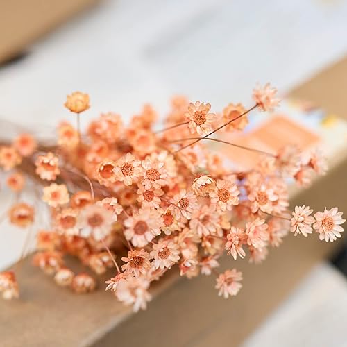 Miniatura 2 de 200 tallos naturales de flores secas brasileñas pequeñas estrellas margaritas decorativas mini ramo de manzanilla para bodas, arreglos florales,