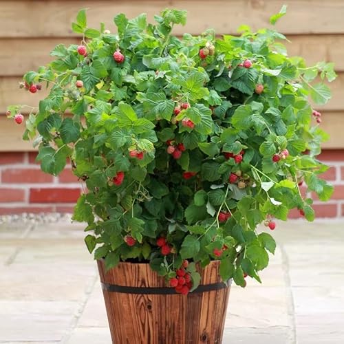 Plant Theory Raspberry Ruby Beauty Fruit Bush Rubus Fruiting Berry Shrub Plant 2L Pot