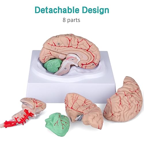 Miniatura 5 de LVCHEN Modelo de cerebro humano - Modelo anatómico cerebral de tamaño real con arterias desmontable 8 piezas para aula de ciencias, neurociencia