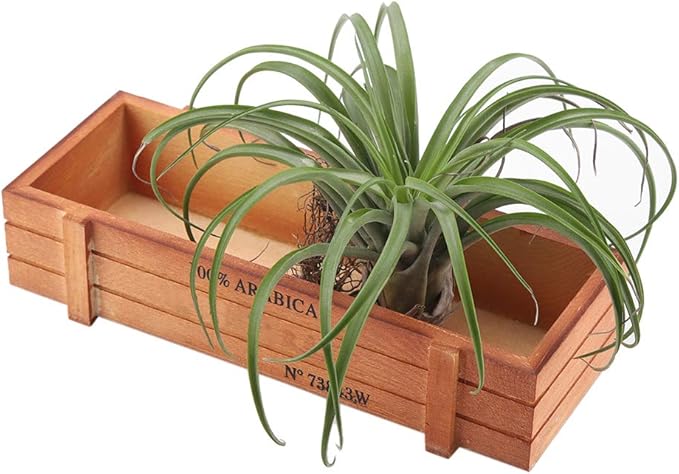 KADAX Flowerpot, Slim Orchid Pot, semplice fioriera, secchio di fiori per orchidea, erba da ragazzo, margherita, roba per cucina e soggiorno (⌀ 12 cm, angolare, giallo