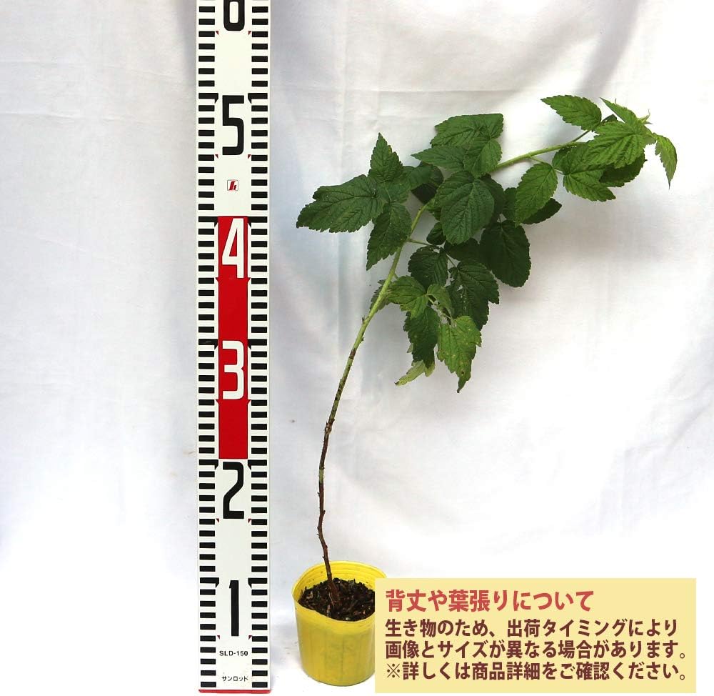 Amazon Co Jp ラズベリーの苗木 品種 ファールゴールド 品種で選べる果樹苗木 1年生 挿木苗 9 10 5cmポット 2個セット ポット植えなのでほぼ年中植付け可能 ラズベリーは 傷みやすいので 流通しているのはほとんどが冷凍です 自分で育てた採れたてを食べれるの