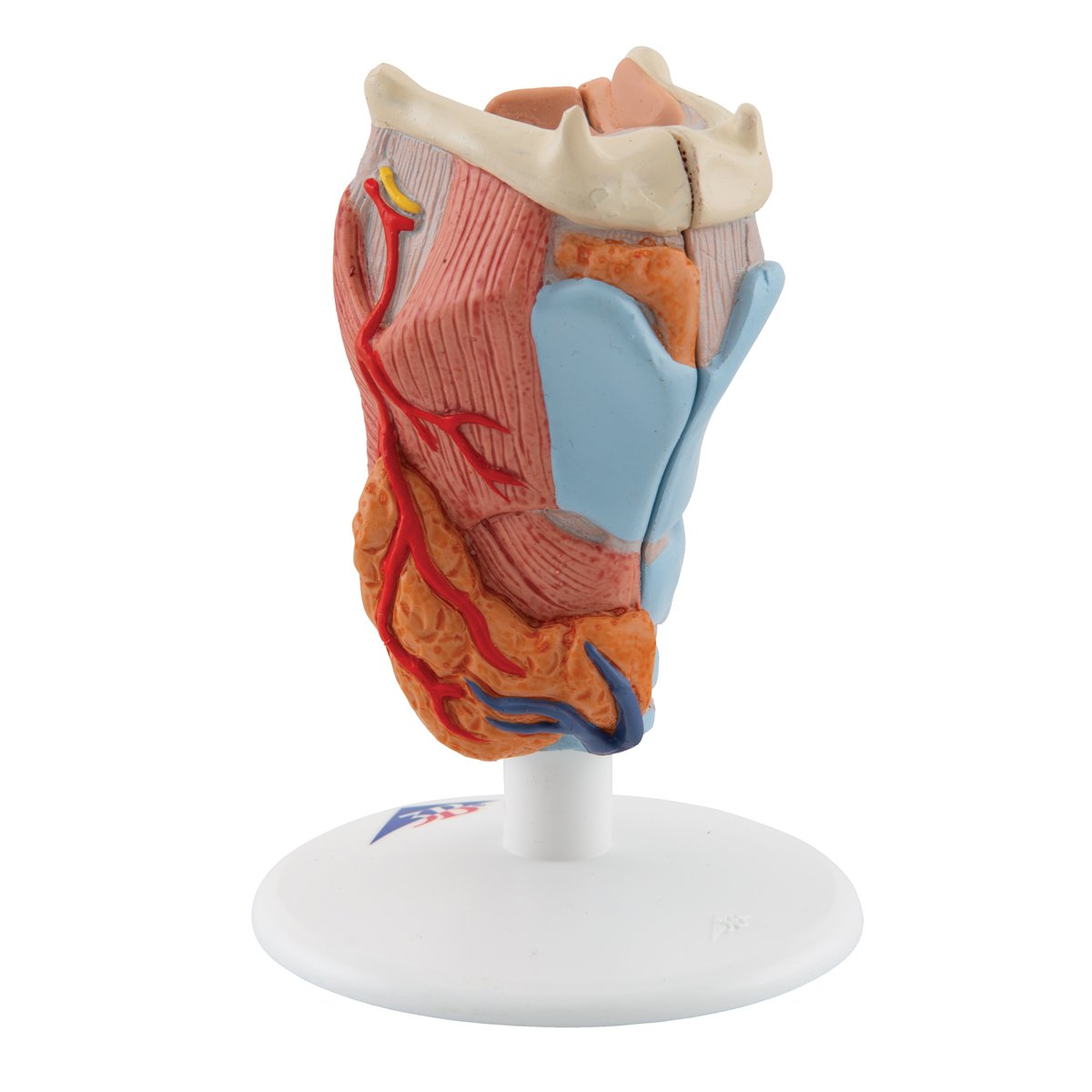 3B Scientific G22 Modello di Anatomia Umana Laringe, in 2 Parti + software gratuito di anatomia - 3B Smart Anatomy