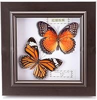 Vista 10 de 2 piezas enmarcadas de mariposa real, espécimenes de mariposa de taxidermia en marco, colección de insectos, decoración de escritorio para el hogar