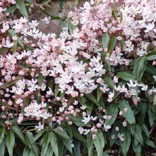 Clematis armandii 'Apple Blossom' (Sempreverde e Resistente) - Pianta rampicante perenne - rosa - Vaso da 2 litri | Clematide-Clematidi Piante rampicanti online