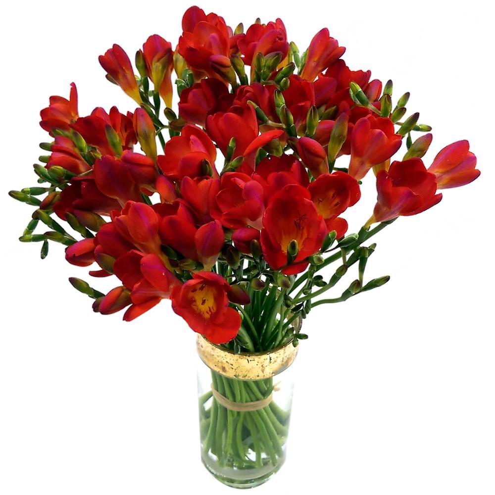 Clare Florist Red Freesia Fresh Flower Bouquet - Beautiful Red Freesia Flowers Arranged by Florists, 20x20x20 cm