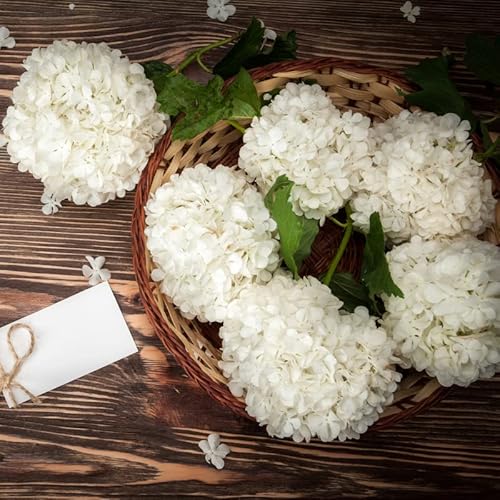 Old Fashion Snowball Viburnum Plant Live, Japanese Viburnum Shrub From 6 To 12 Inc Tall 4 Inc Pot #TOP7