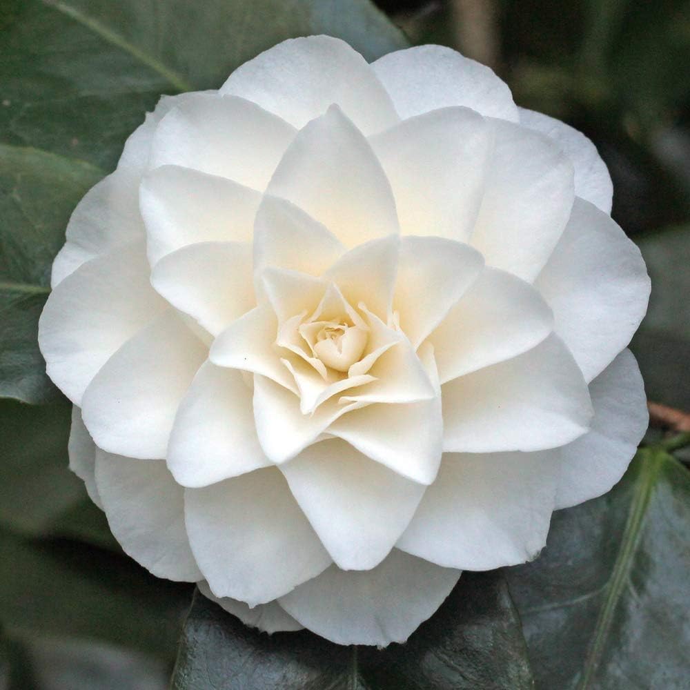 Magnolia Soulangeana In Vaso ø13cm - Pianta Fiorita, Vivaio Castelletto, Per Giardino O Terrazzo - Foto 6