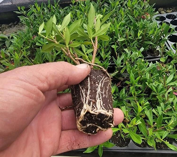 Cape Jasmine Plant 3-5" Tall - Frost Proof Gardenia Live Starter Plant for Growing Indoor