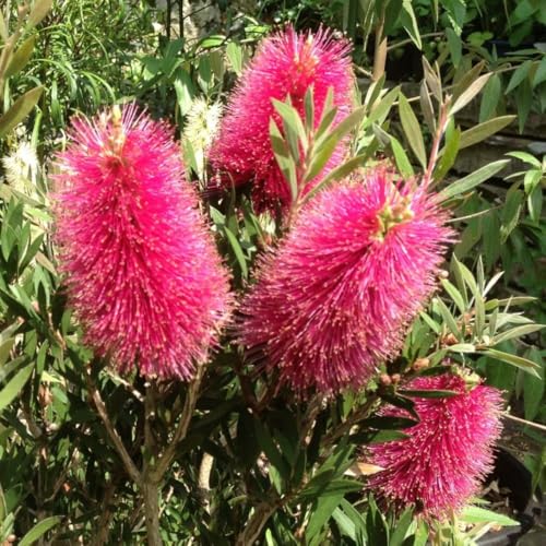 Image of Callistemon 'Amarette' - Compact Red-Pink Bottlebrush Shrub - Winter Hardy to -12°C - Evergreen Foliage – 2X 9cm Potted Plant by Thompson & Morgan