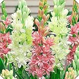 bulbos de flores en chile Hasta 1 metro. Los tallos son erectos y no ramificados.