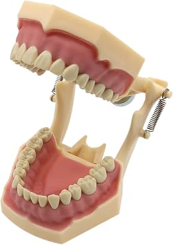 Dental Model Typodont, Fit for Frasaco AG3 Type, 32pcs Teeth Soft Gums, Removable Cavity Filling Preparation Practice Exams M8014-2