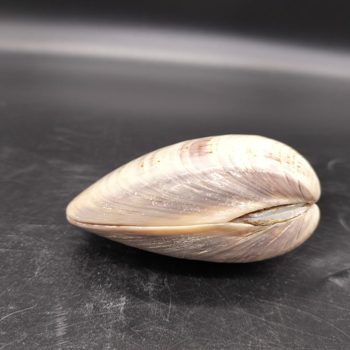 蛤香合 純金箔 つまみ細工 紅白盛花 小 蛤香合 自然蛤 小道具 海外土産 蛤香合 純金箔 つまみ細工 紅白盛花 小 蛤香合 自然蛤 小道具