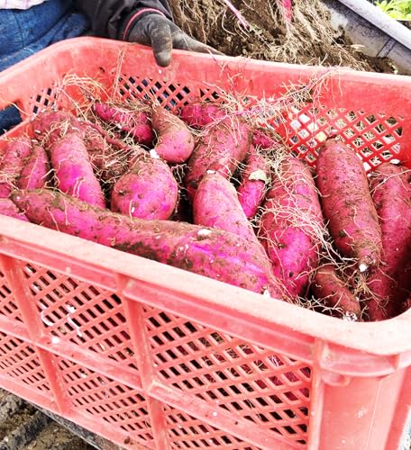 nEYg͂邩A10kgATCYL`LLA܈