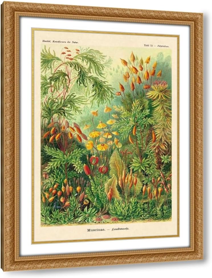 Haeckel, Ernst 17x24 Black Modern Framed Art Print Titled Haeckel Nature Illustrations: Muscinae