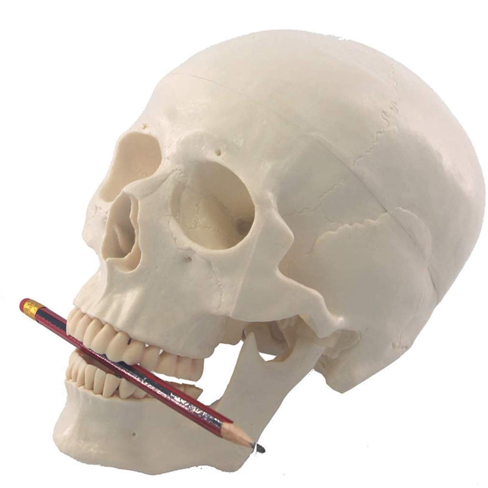 1:1 Model ludzkiej czaszki w rozmiarze rzeczywistym Anatomia Czaszka Głowa Ciało Model naukowy Matowy materiał PVC Medyczny Dekoracja Statua Narzędzia dydaktyczne